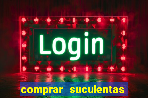 comprar suculentas direto do produtor